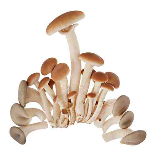 Грибы мини Есть грибы опята и вешенки 150 г арт. 3399046