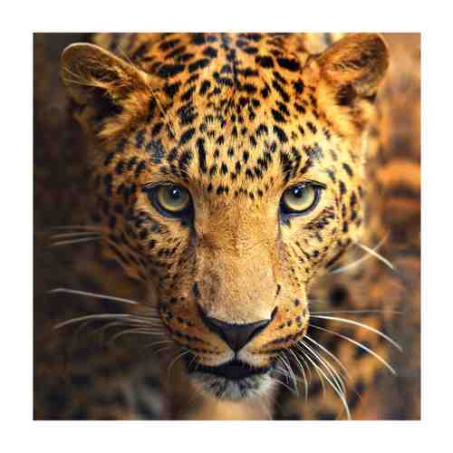 Мозаика Mazari алмазная Взгляд леопарда 25х25 см арт. 3429345
