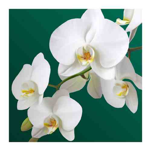 Салфетки бумажные Bgreen Орхидея 3 слоя 33х33 см 20 штук арт. 3424311
